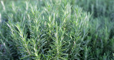 Biberiye, bahçede taze bitki.