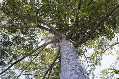 Dalları olan büyük ve uzun bir ağaç