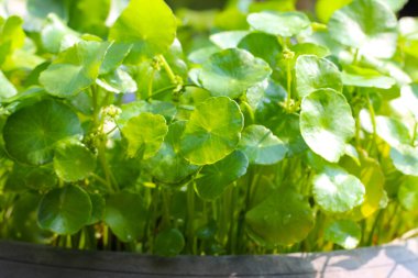 Centella asiatica (gotu kola). Taze yeşil yapraklı bitki arka planı.