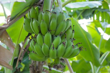 Muz ağacından sarkan taze yeşil muzlar.
