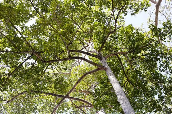 Dalları olan büyük ve uzun bir ağaç