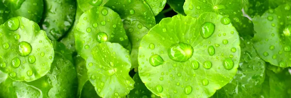 stock image Green leaves of centella asiatica with rain drop (Gotu Kola) Fresh herb plant