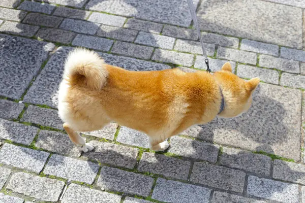 Köpek parkta yürüyor. 