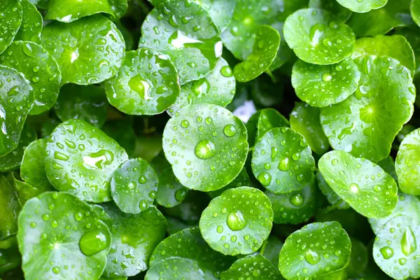 stock image Green leaves of centella asiatica with rain drop (Gotu Kola) Fresh herb plant