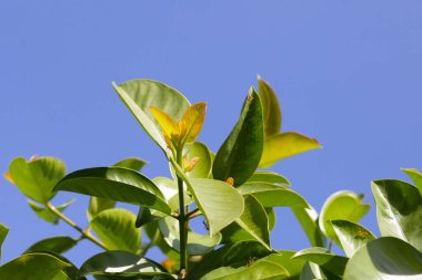 Sarsinya kovasının taze yeşil yaprakları (Garcinia Cowa Roxb)