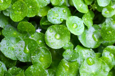 Yeşil Centella asiatikası ve yağmur damlası (Gotu Kola) Taze bitki