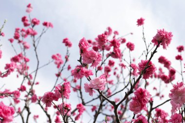 Güzel sakura çiçekleri, Japon kiraz çiçekleri.