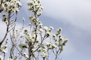 Beyaz sakura çiçekleri, kiraz ağacı.