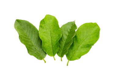 Beyaz arkaplanda guava yaprakları.