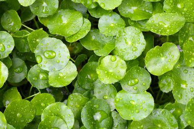 Yeşil Centella asiatikası ve yağmur damlası (Gotu Kola) Taze bitki