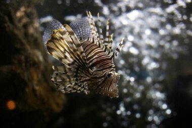 Aslan balığı ya da akvaryum suyunda hindibalığı.