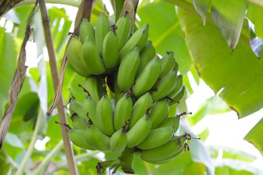 Muz ağacından sarkan taze yeşil muzlar.