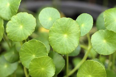Centella asiatica (gotu kola). Taze yeşil yapraklı bitki arka planı.
