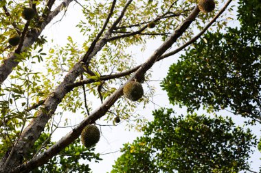 Durian meyvesi ağaçta, Tayland duri meyve bahçesi