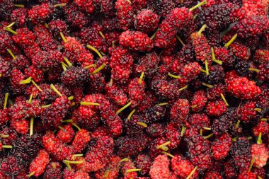 Beyaz arka planda taze dut.