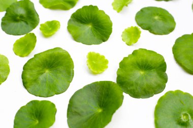 Centella asiatica bitkisi (Gotu Kola) Taze bitki yaprakları