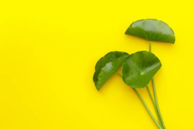 Taze centella asiatica yaprakları. Gotu kola bitkisi