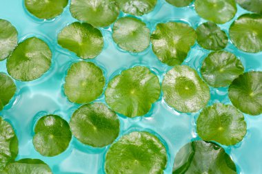 Centella asiatica mavi suda yapraklar