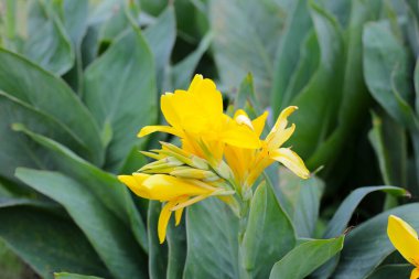 Çiçek açan yeşil yapraklı zambak çiçeği