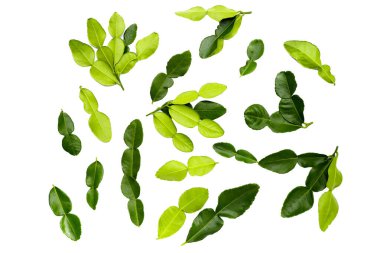 Beyaz arka plan üzerinde Güney Afrika'da bir kabile kireç yaprakları.