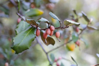 elaeagnus pungens meyveleri, dikenli zeytin