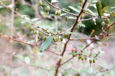 elaeagnus pungens meyveleri, dikenli zeytin