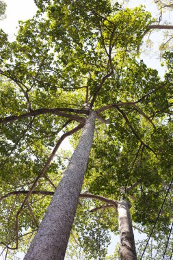Dalları olan büyük ve uzun bir ağaç