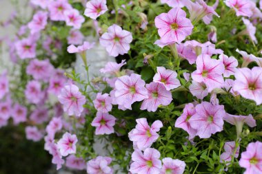 Çiçekler açan pembe ve beyaz surfinya çiçekleri