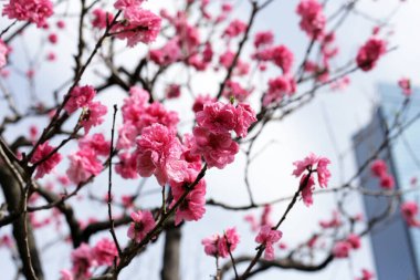 Japon kiraz çiçekleri, mavi gökyüzü ile sakura çiçeklerinin dalları.