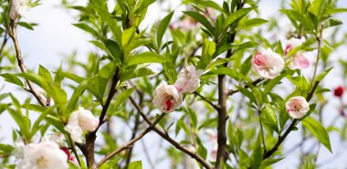 Güzel sakura çiçekleri, Japon kiraz çiçekleri.