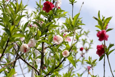 Güzel sakura çiçekleri, Japon kiraz çiçekleri.