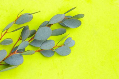 Okaliptüs yaprakları, ağaçtan yeşil yapraklar