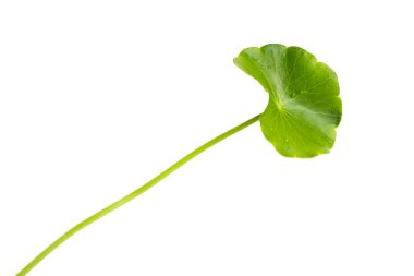 Taze centella asiatica yaprakları. Gotu kola bitkisi