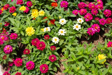 Bahçedeki zinnia çiçeği