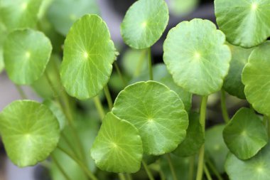 Centella asiatica (gotu kola). Taze yeşil yapraklı bitki arka planı.