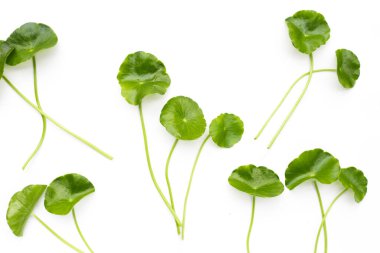 Taze centella asiatica yaprakları. Gotu kola bitkisi