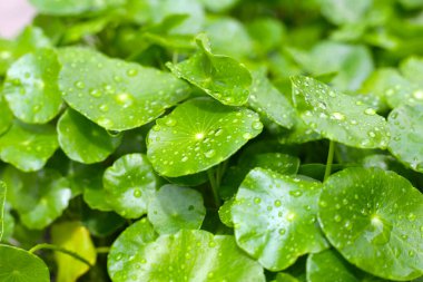 Taze centella asiatica yaprakları ve yağmur damlası. Gotu kola bitkisi