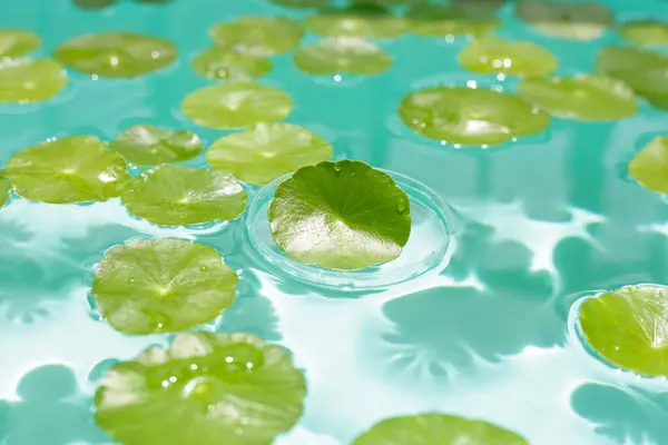 stock image Centella asiatica in blue water