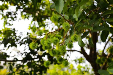 Ağaçta Rambutan, genç yeşil meyveler