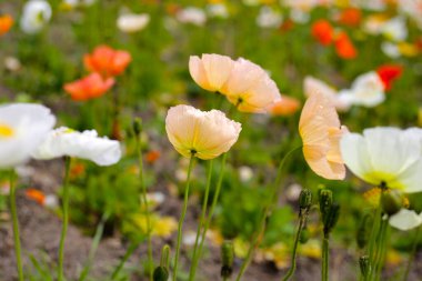Güzel gelincik bahçesi. Japonya, Osaka 'daki Expo 70 Anma Parkı.