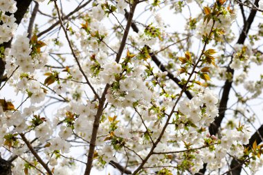 Sakura çiçeklerinin dalları, kiraz çiçekleri.