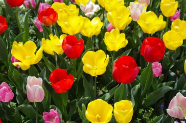 Güzel lale çiçeği bahçesi. Japonya, Osaka 'daki Expo 70 Anma Parkı.