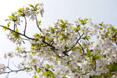 Sakura çiçeklerinin dalları, kiraz çiçekleri.