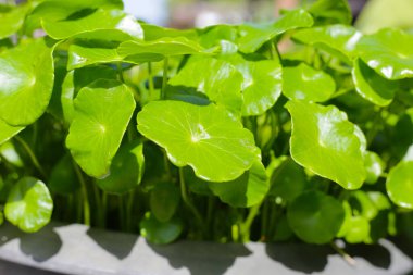 Centella asiatica su kabında bitki yetiştirir.