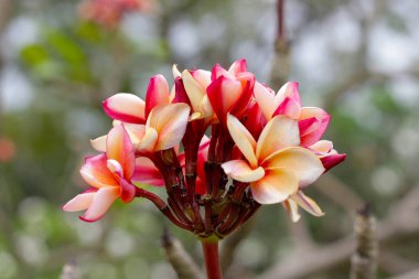 Plumeria or frangipani flower. Tropical tree