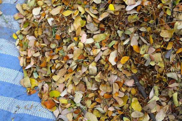 stock image Brown dried leaves of rain tree. Dried leaves for composting