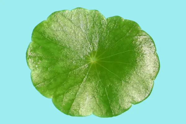 stock image Centella asiatica leaves on blue background.