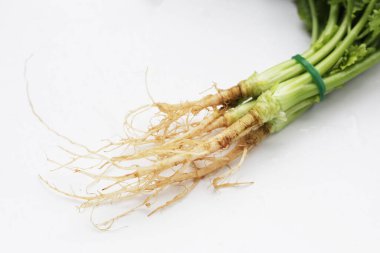 Taze organik kişniş, kişniş kökleri. Sebze ve bitkiler.