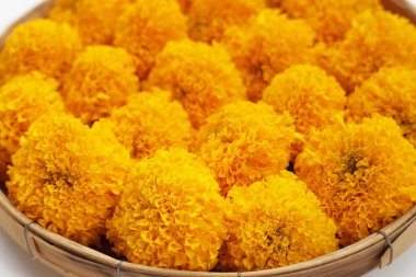 Güzel sarı kadife çiçekleri