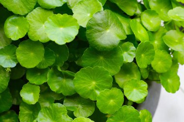 Centella asiatica yaprakları, taze bitki.